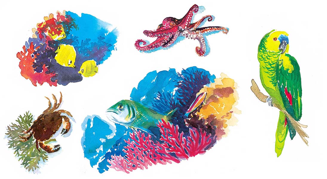 Illustrations à l’aquarelle - Annonceur : Parc des oiseaux